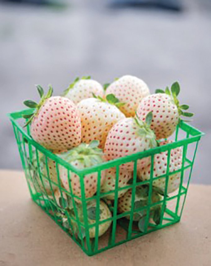 Just in time for the west-central Florida strawberry harvesting season, UF/IFAS is releasing two new varieties – and the white strawberry is one of them.